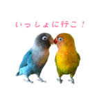 桜文鳥とボタンインコと猫（個別スタンプ：16）