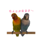 桜文鳥とボタンインコと猫（個別スタンプ：17）