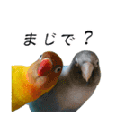 桜文鳥とボタンインコと猫（個別スタンプ：19）