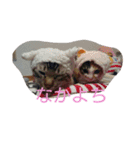 使えるもーみん's（個別スタンプ：11）