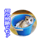 ぽてねこ MOKA（個別スタンプ：1）