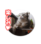 ぽてねこ MOKA（個別スタンプ：2）