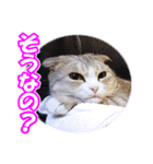 ぽてねこ MOKA（個別スタンプ：3）