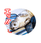 ぽてねこ MOKA（個別スタンプ：4）