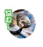 ぽてねこ MOKA（個別スタンプ：5）