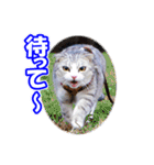 ぽてねこ MOKA（個別スタンプ：6）