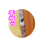ぽてねこ MOKA（個別スタンプ：7）