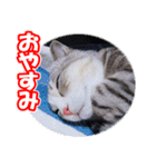 ぽてねこ MOKA（個別スタンプ：8）