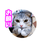 ぽてねこ MOKA（個別スタンプ：10）