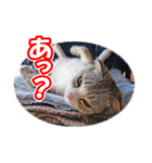 ぽてねこ MOKA（個別スタンプ：12）
