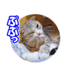 ぽてねこ MOKA（個別スタンプ：15）