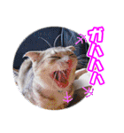 ぽてねこ MOKA（個別スタンプ：16）
