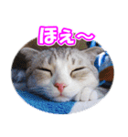 ぽてねこ MOKA（個別スタンプ：17）