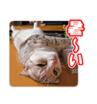 ぽてねこ MOKA（個別スタンプ：18）