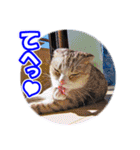 ぽてねこ MOKA（個別スタンプ：19）