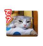ぽてねこ MOKA（個別スタンプ：20）