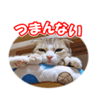 ぽてねこ MOKA（個別スタンプ：22）