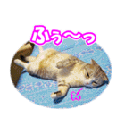 ぽてねこ MOKA（個別スタンプ：23）