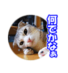 ぽてねこ MOKA（個別スタンプ：27）