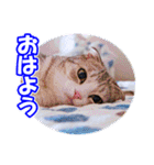ぽてねこ MOKA（個別スタンプ：28）