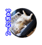 ぽてねこ MOKA（個別スタンプ：29）