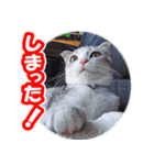 ぽてねこ MOKA（個別スタンプ：34）