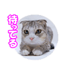ぽてねこ MOKA（個別スタンプ：35）