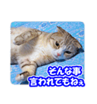 ぽてねこ MOKA（個別スタンプ：36）