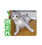 ぽてねこ MOKA（個別スタンプ：37）