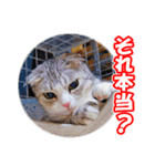 ぽてねこ MOKA（個別スタンプ：38）