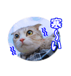 ぽてねこ MOKA（個別スタンプ：39）