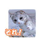 ぽてねこ MOKA（個別スタンプ：40）