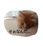 写真かわいい表情ゆたかな動物たち（個別スタンプ：7）