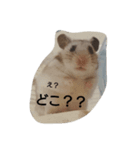hamsterStamp（個別スタンプ：1）