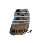 hamsterStamp（個別スタンプ：2）