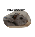 hamsterStamp（個別スタンプ：3）