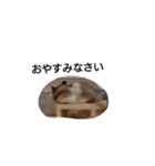 hamsterStamp（個別スタンプ：4）
