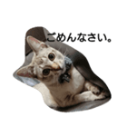hamsterStamp（個別スタンプ：5）