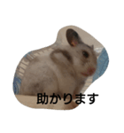 hamsterStamp（個別スタンプ：6）