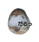 hamsterStamp（個別スタンプ：7）
