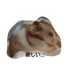 hamsterStamp（個別スタンプ：8）