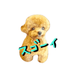 くま犬アム 1（個別スタンプ：6）