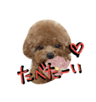 くま犬アム 1（個別スタンプ：11）