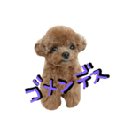 くま犬アム 1（個別スタンプ：12）