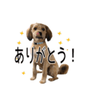 ポメプー くるんちゃんの百面相（個別スタンプ：3）