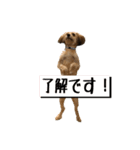 ポメプー くるんちゃんの百面相（個別スタンプ：5）