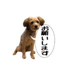 ポメプー くるんちゃんの百面相（個別スタンプ：6）