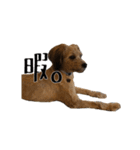 ポメプー くるんちゃんの百面相（個別スタンプ：12）
