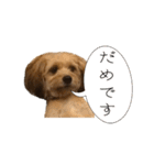 ポメプー くるんちゃんの百面相（個別スタンプ：13）