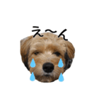 ポメプー くるんちゃんの百面相（個別スタンプ：15）